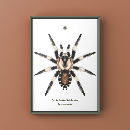 Peruvian Black and White Tarantula, Cyriocosmus Ritae, Photographic Art Print