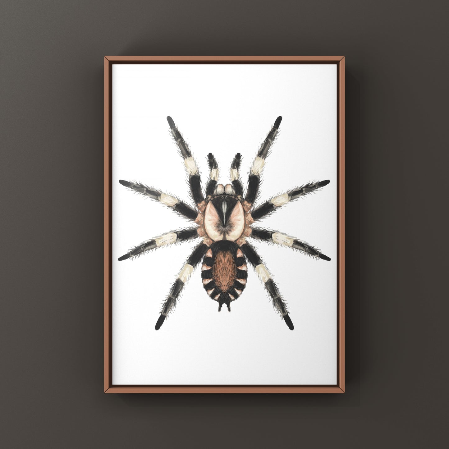 Peruvian Black and White Tarantula, Cyriocosmus Ritae, Photographic Art Print
