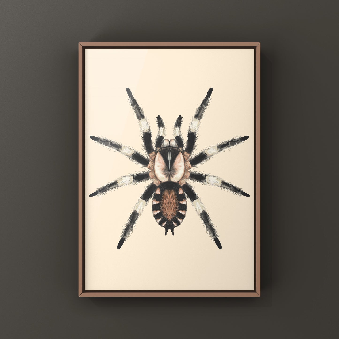 Peruvian Black and White Tarantula, Cyriocosmus Ritae, Photographic Art Print