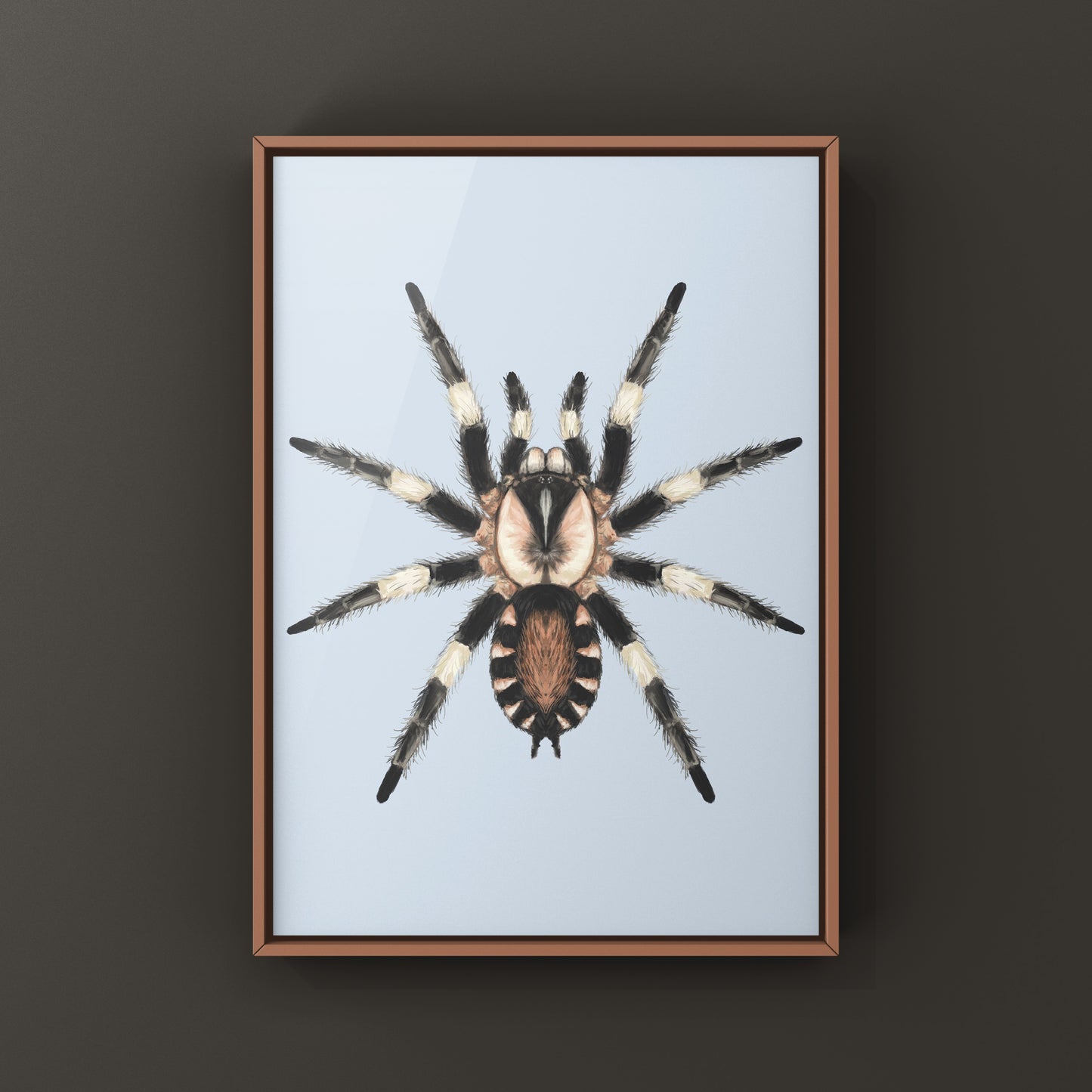 Peruvian Black and White Tarantula, Cyriocosmus Ritae, Photographic Art Print